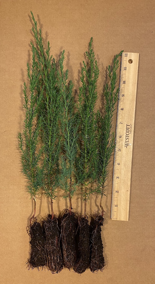 Eastern Red Cedar Trees for Sale