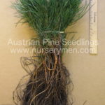 Austrian Pine Seedlings - Pinus nigra - Evergreen Trees For Sale