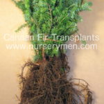 Canaan Fir Transplants - Evergreen Trees For Sale