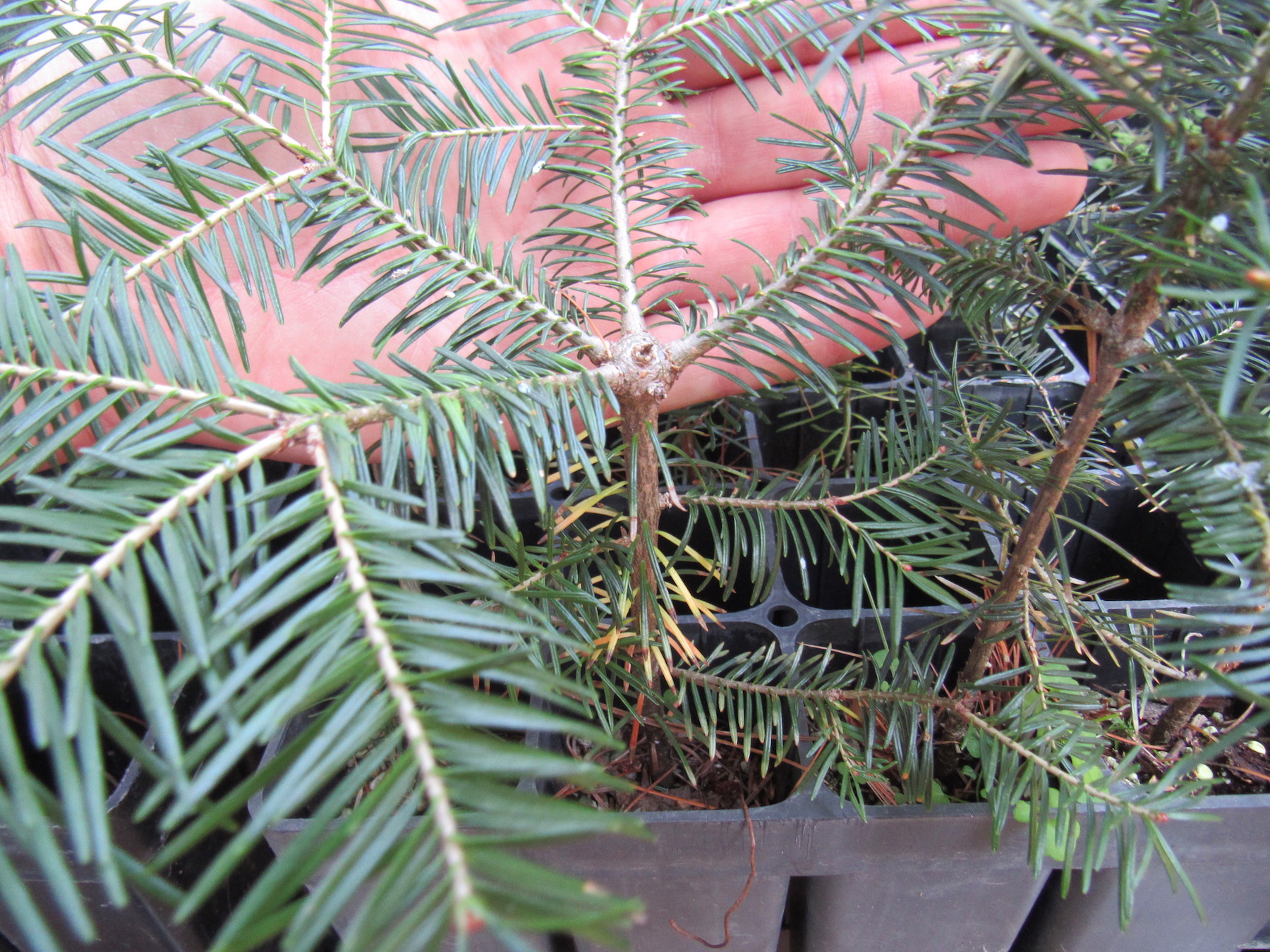 Conservation Grade Evergreen Plug Transplants - Evergreen Trees For Sale