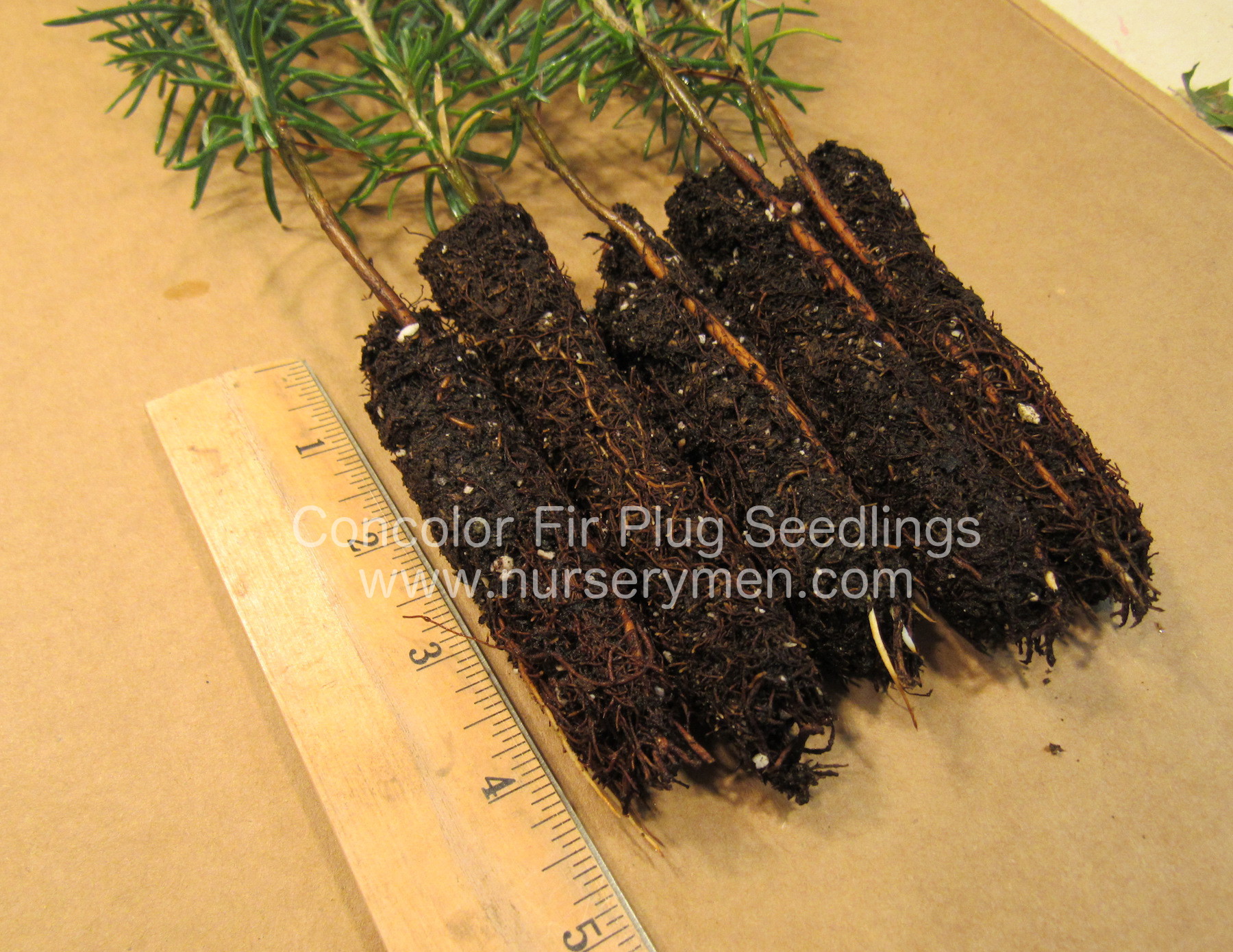 Concolor Fir Plug Seedlings - Evergreen Trees For Sale