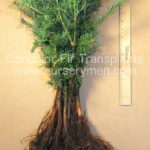 Concolor Fir Transplants - Evergreen Trees For Sale