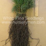 White Pine Seedlings - Evergreen Trees For Sale