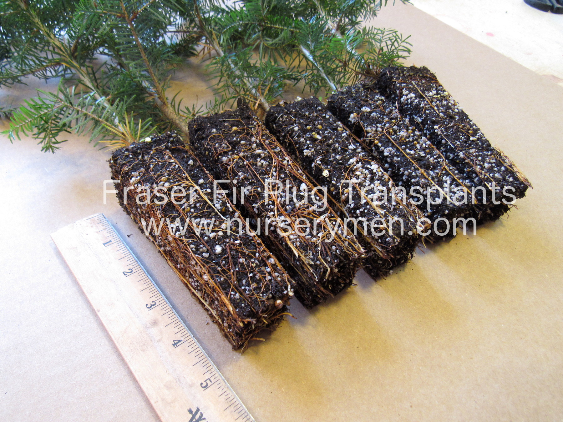 Fraser Fir Plug Transplants - Evergreen Trees For Sale