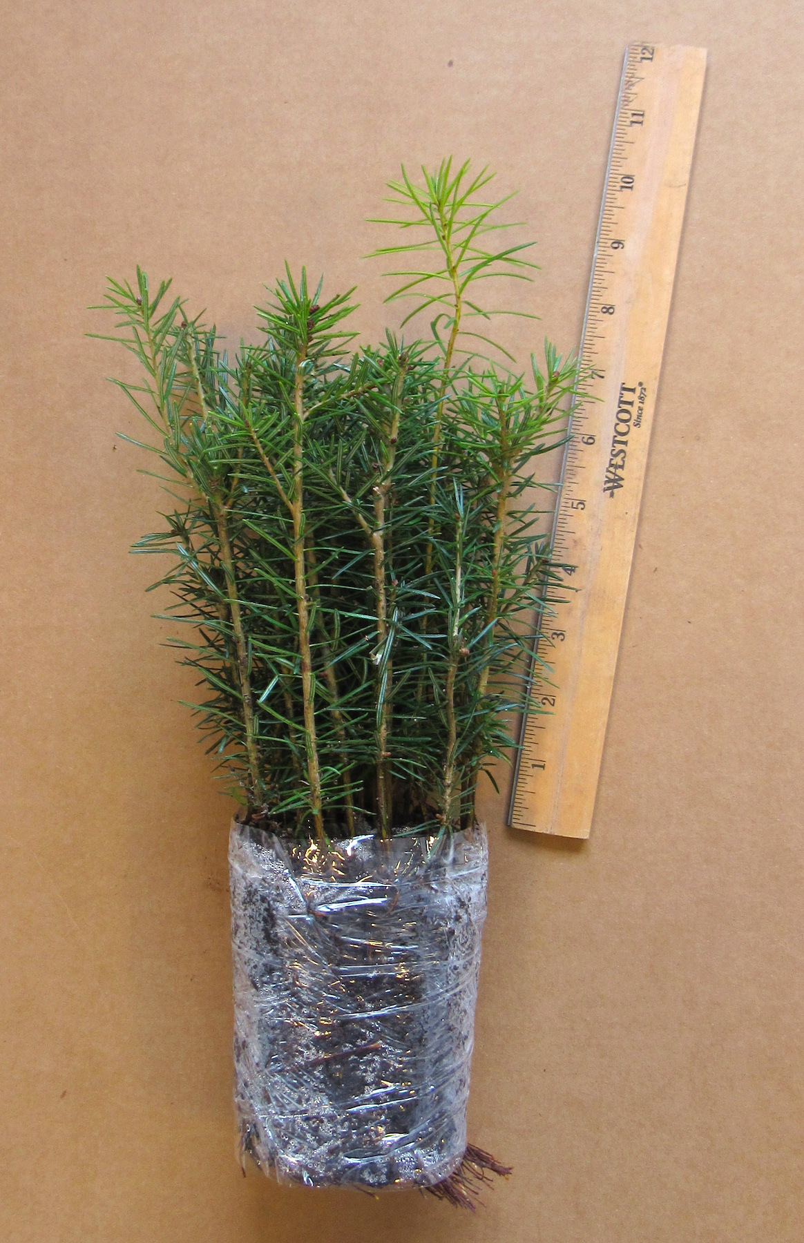 Canaan Fir Plug Seedlings - Evergreen Trees For Sale