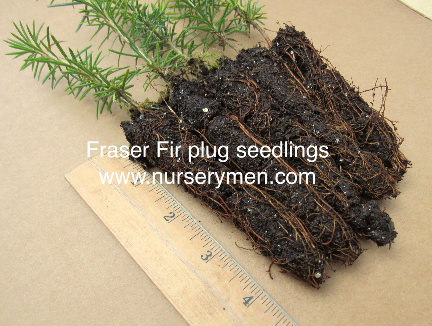 Fraser Fir Plug Seedlings - Evergreen Trees For Sale