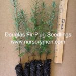 Douglas Fir Plug Seedlings - Evergreen Trees For Sale