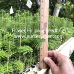 Fraser Fir Plug Seedlings - Evergreen Trees For Sale